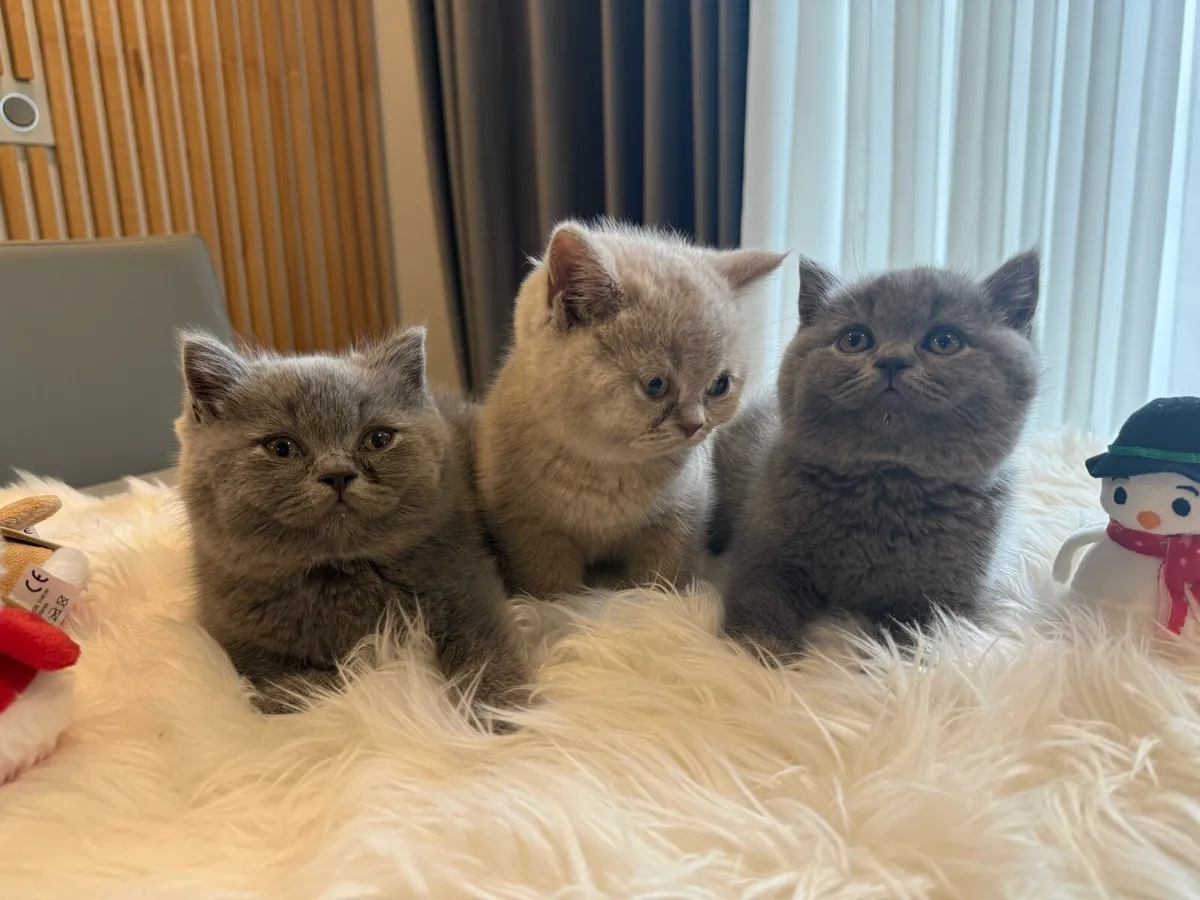 GCCFI Registered British Shorthair - Image 1