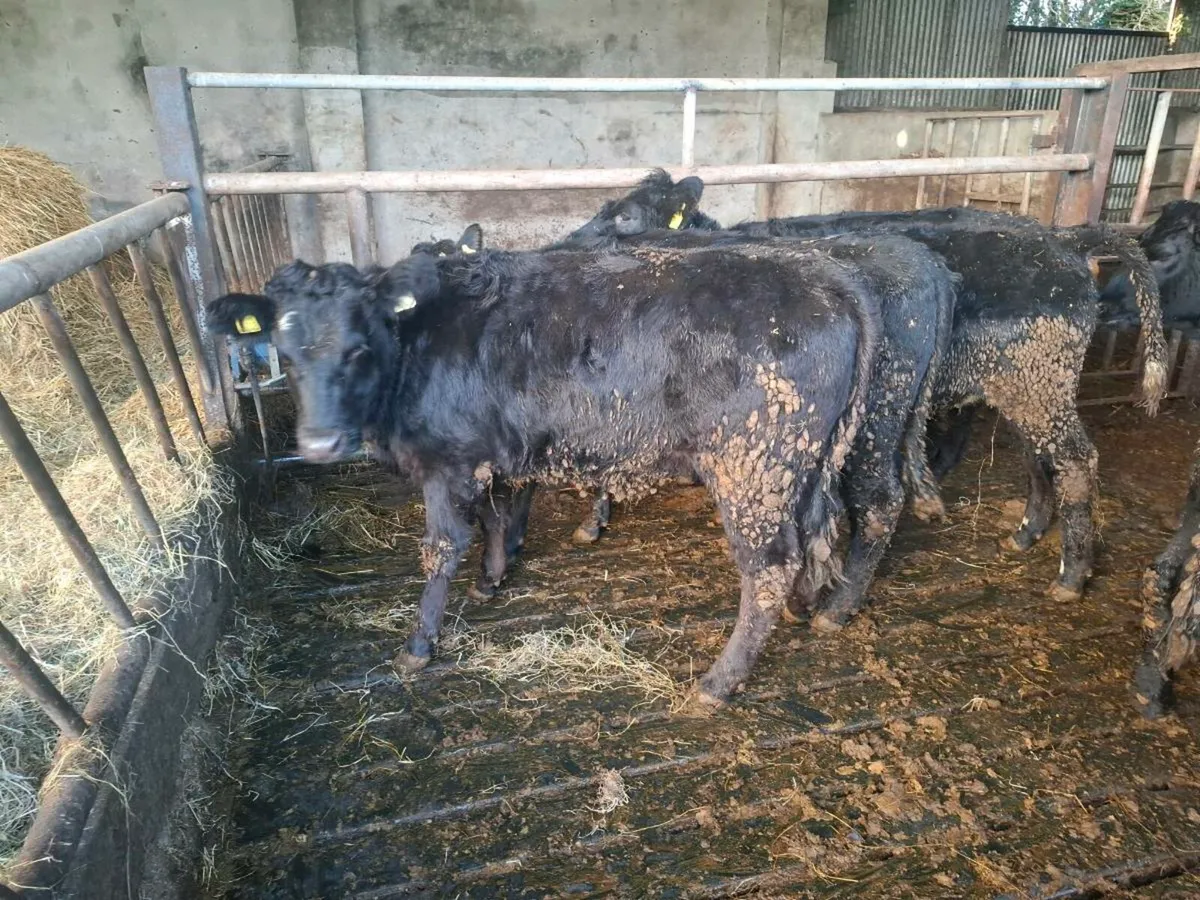 6 lmx heifers - Image 2