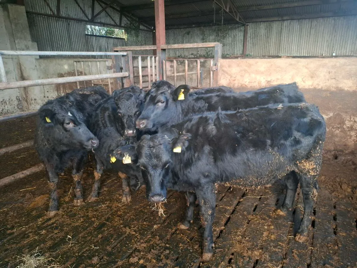 6 lmx heifers - Image 3
