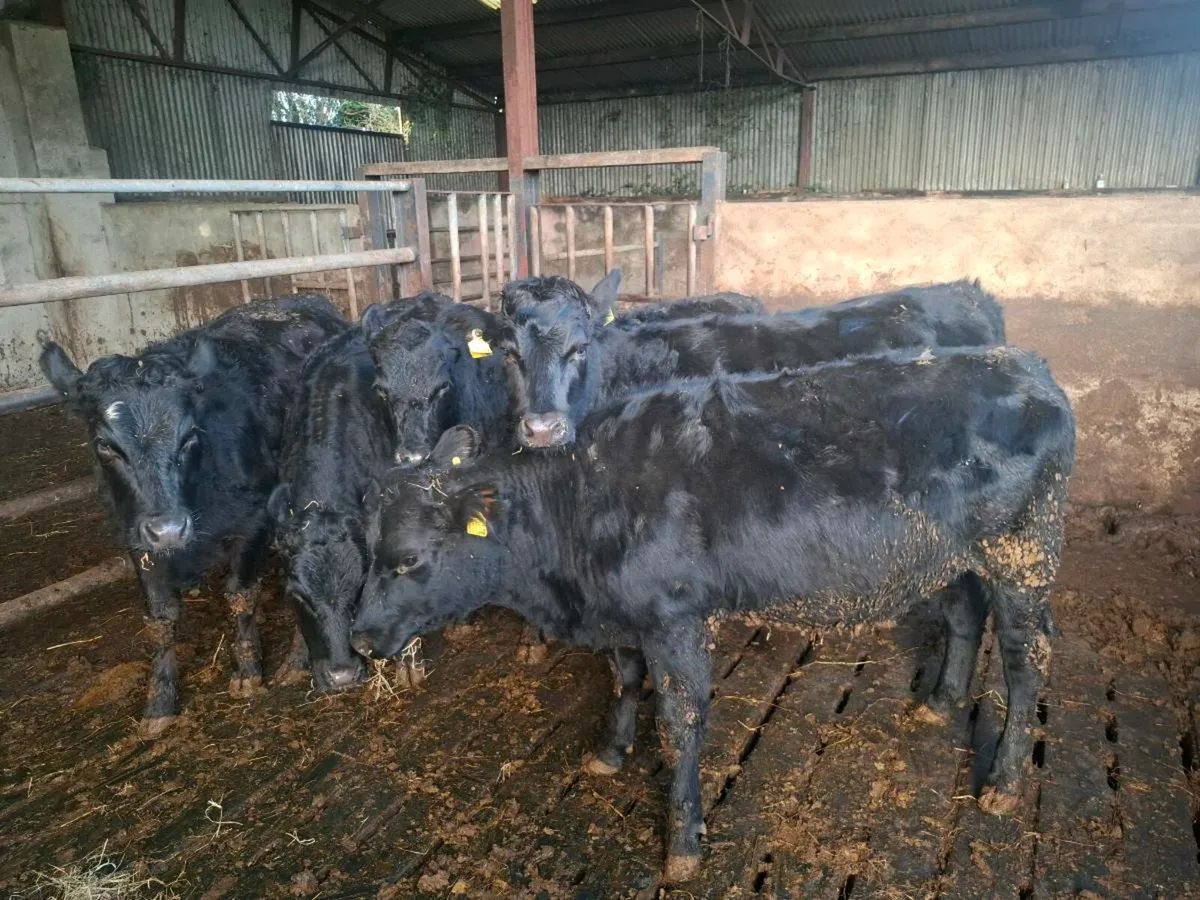 6 lmx heifers - Image 4