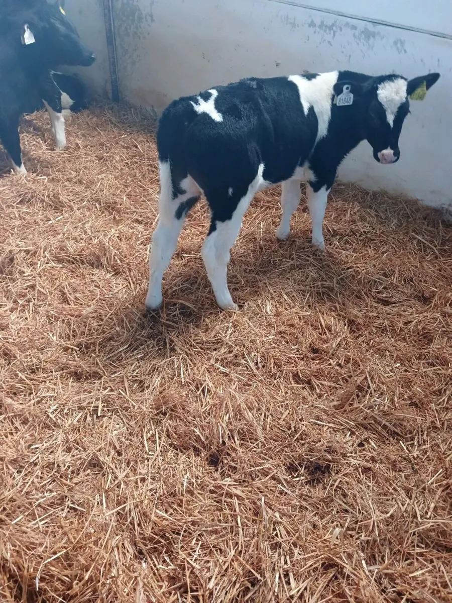 Calves - Image 2