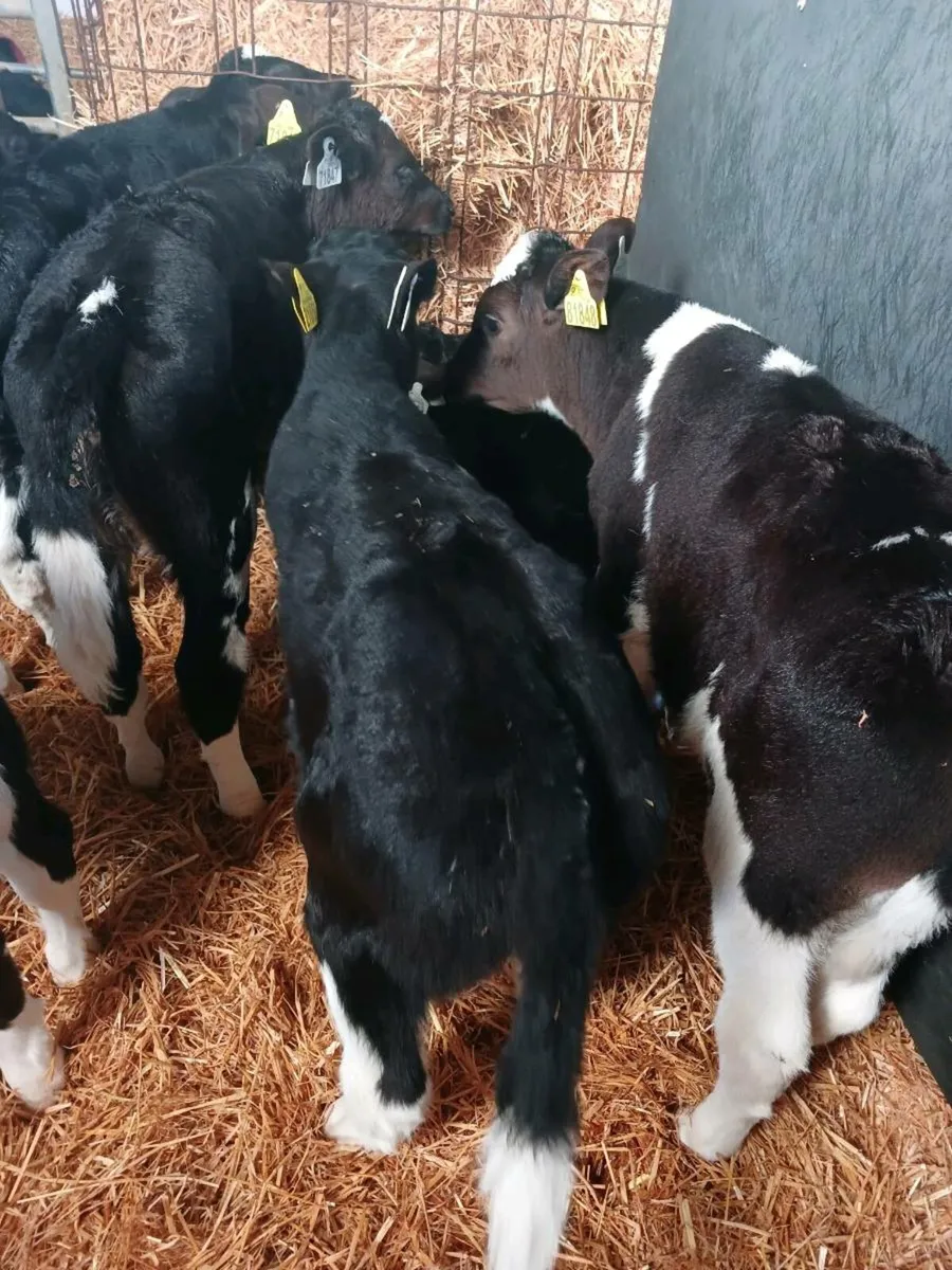 Calves - Image 3