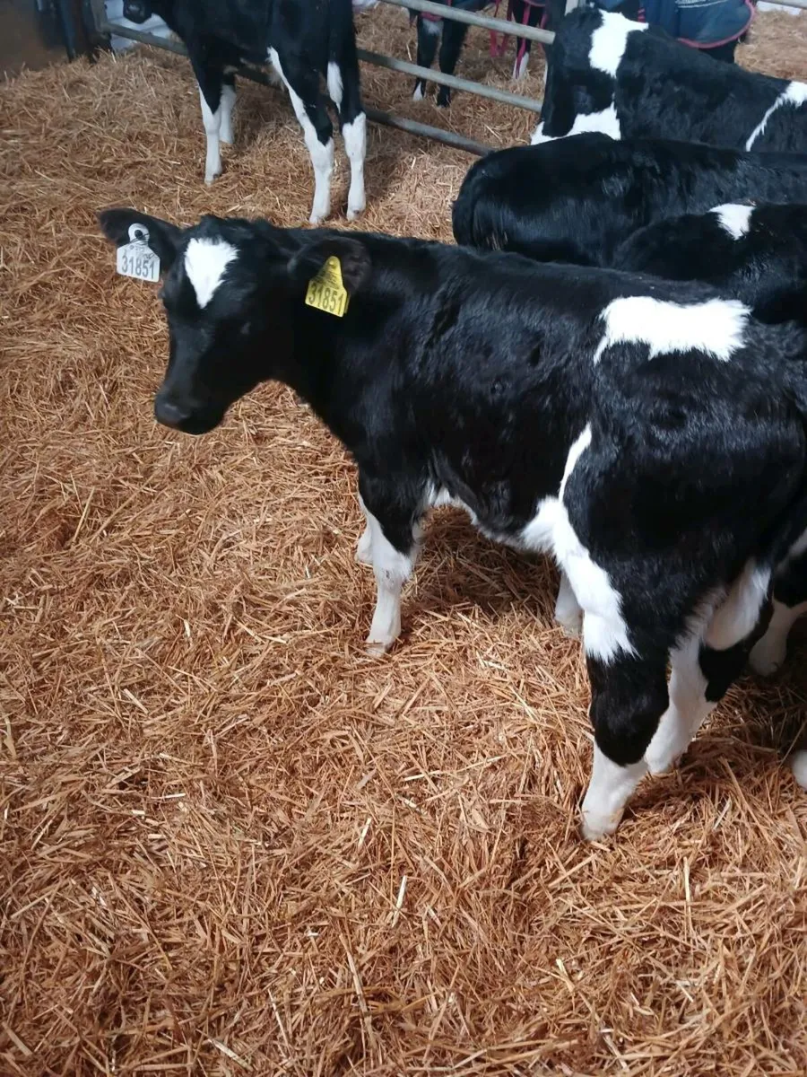 Calves - Image 4