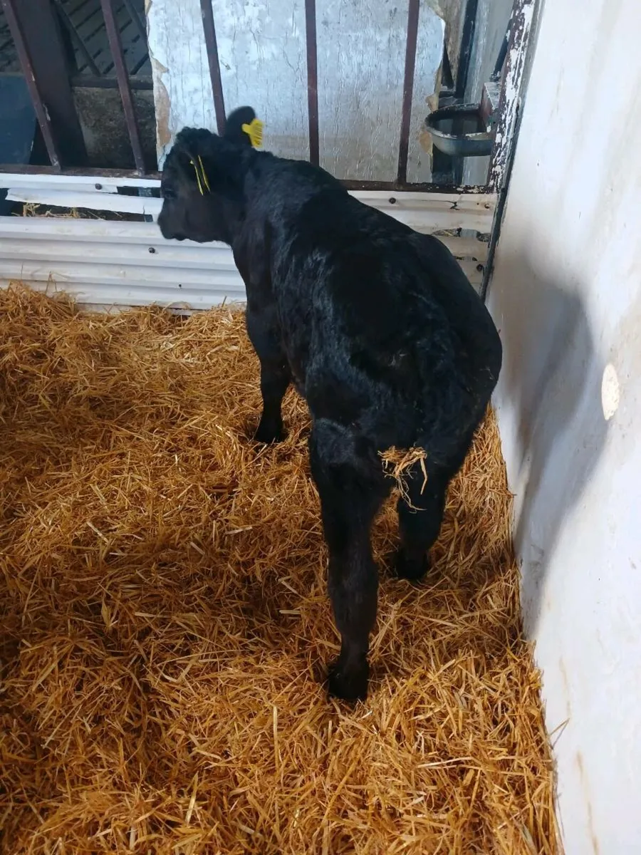 Calves - Image 1