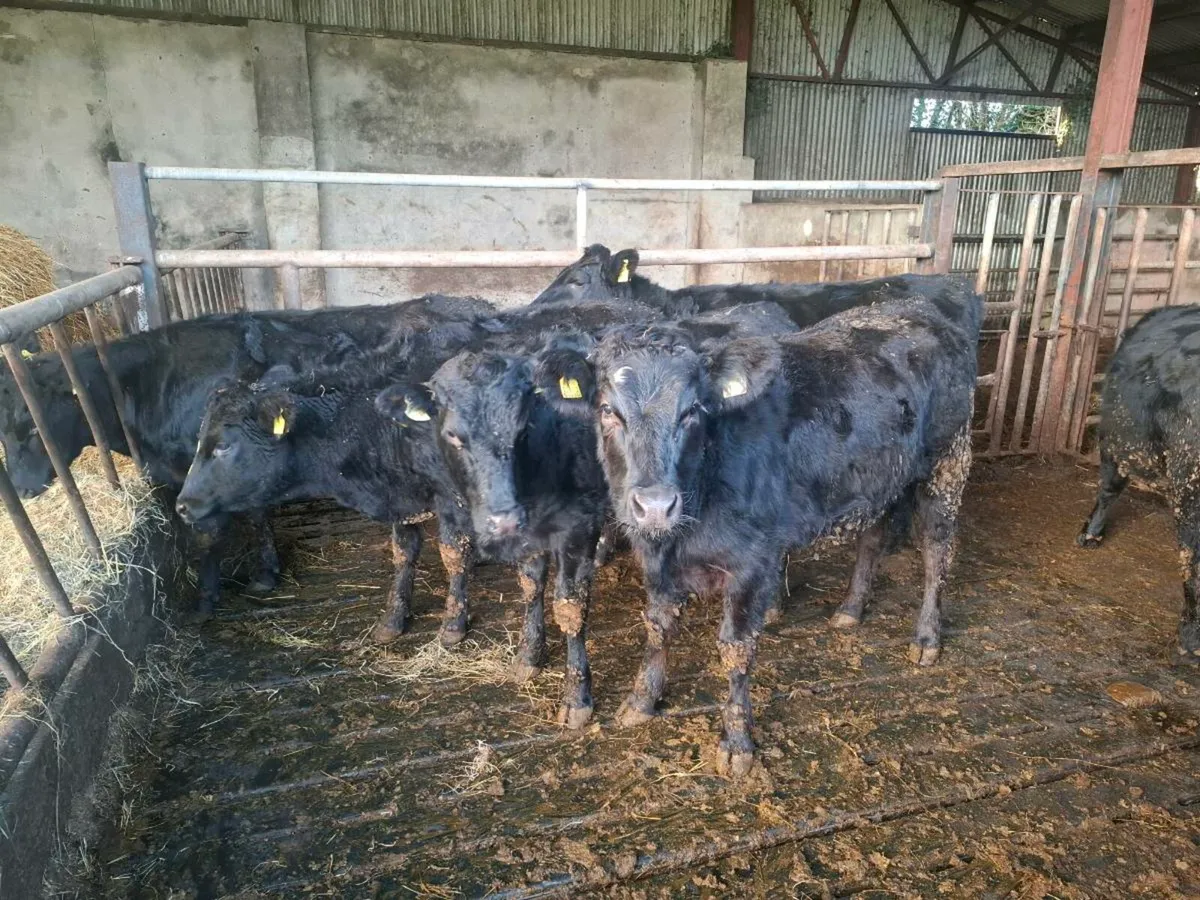 6 lmx heifers - Image 1