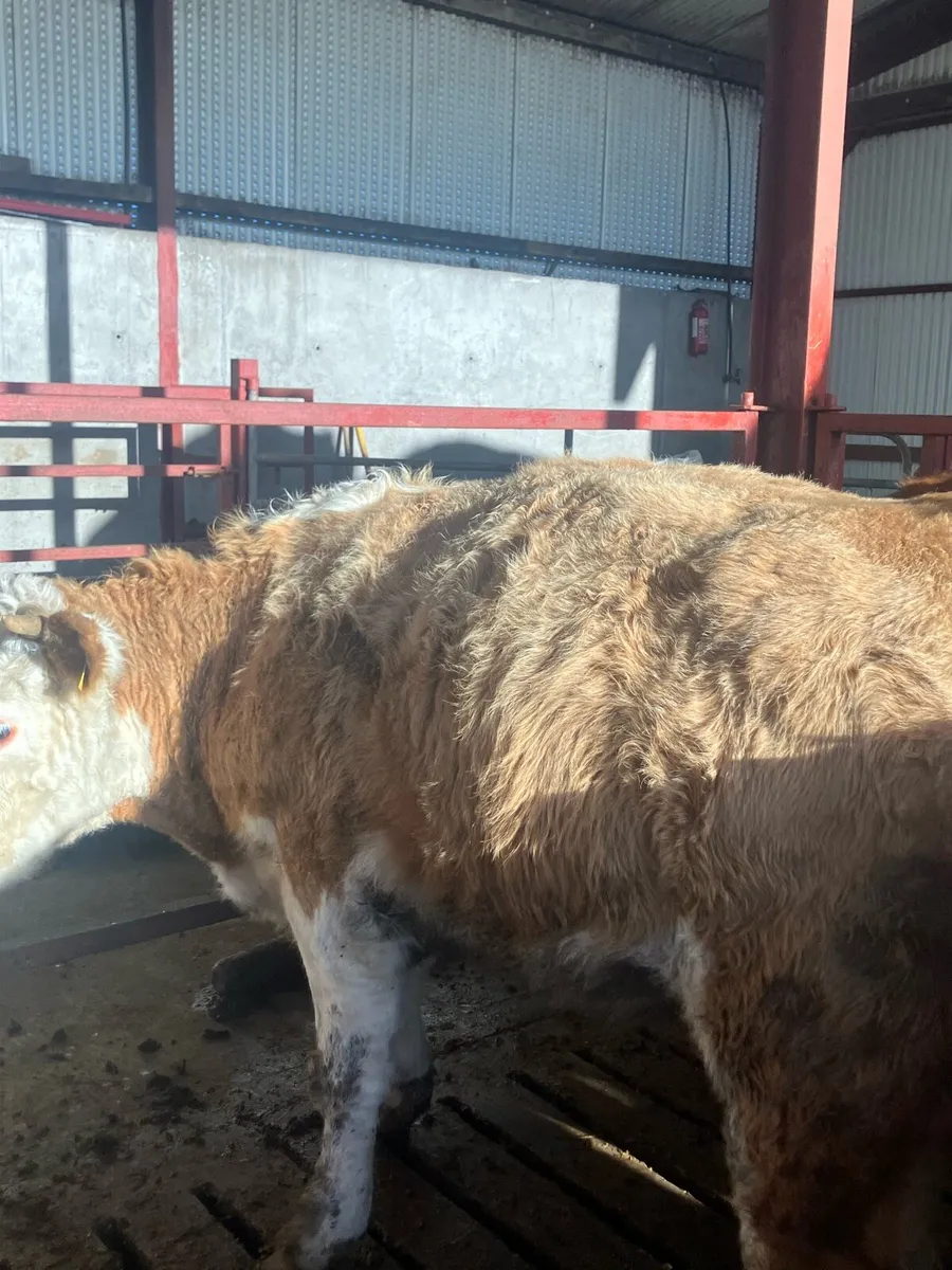 2 LMX 1 CHX bulling/incalf heifers - Image 3