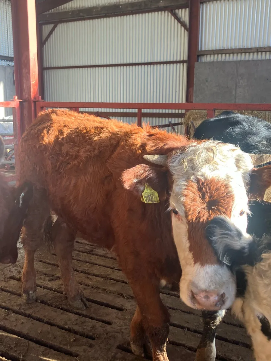 2 LMX 1 CHX bulling/incalf heifers - Image 4