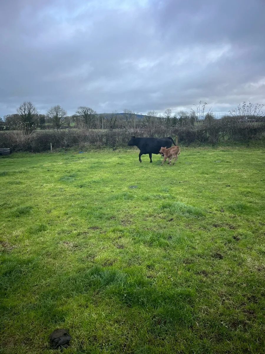 5 star lim cow with calf at foot - Image 4