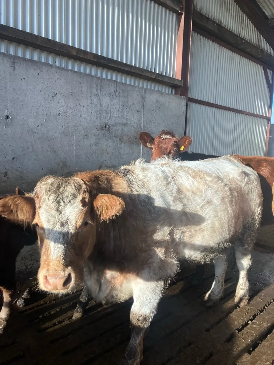 2 LMX 1 CHX bulling/incalf heifers - Image 1