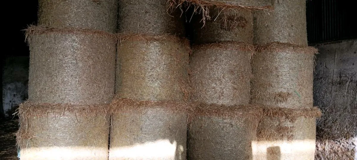 Round bales of straw - Image 4