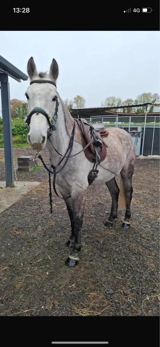 15.2 hh Gelding Connemara X - Image 2