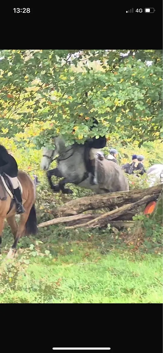 15.2 hh Gelding Connemara X - Image 3