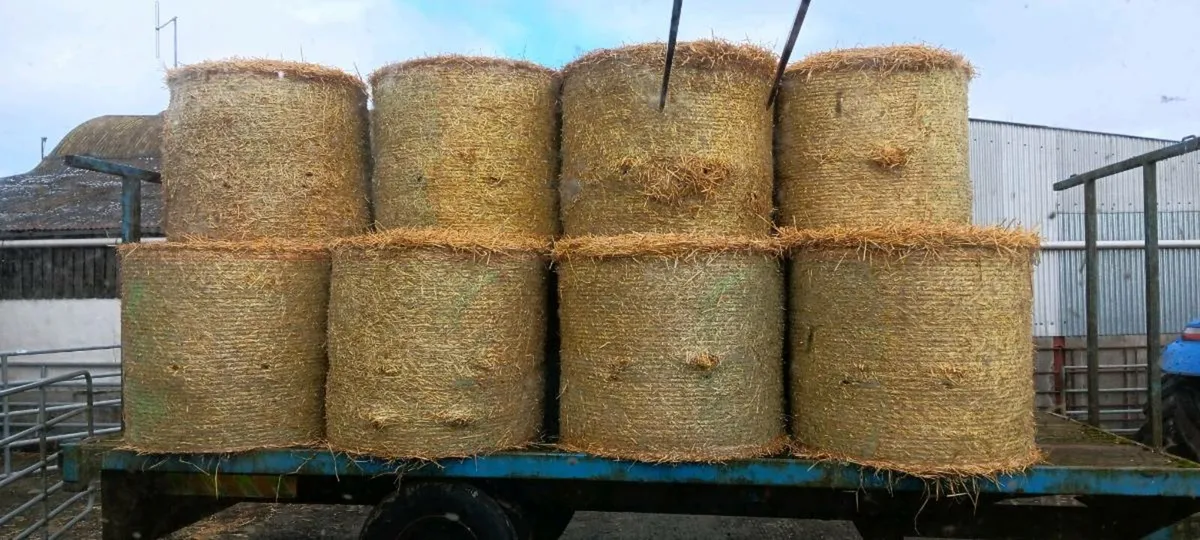 Round bales of straw - Image 1