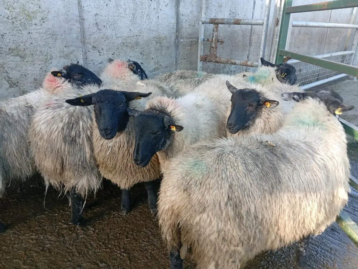 Ewes lambs - Image 1