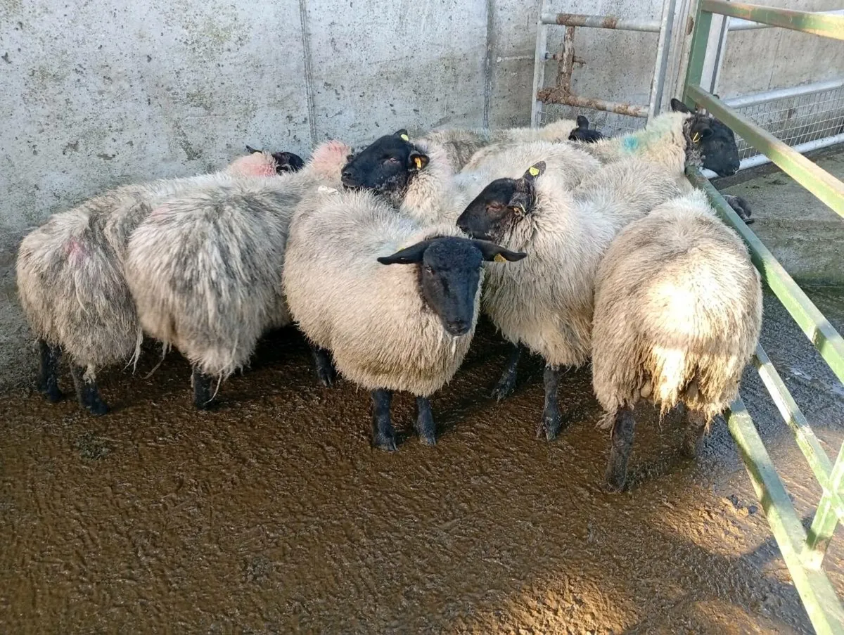 Ewes lambs - Image 3