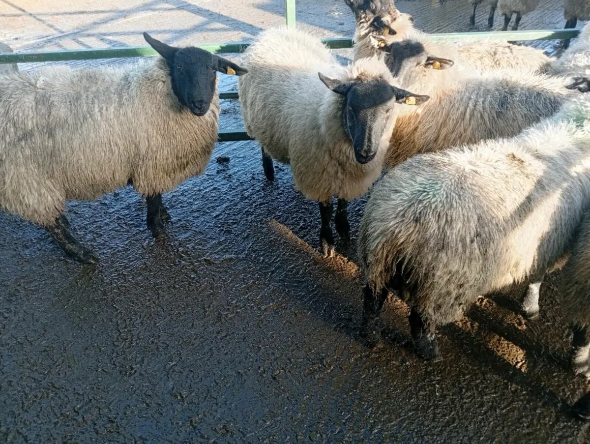 Ewes lambs - Image 4