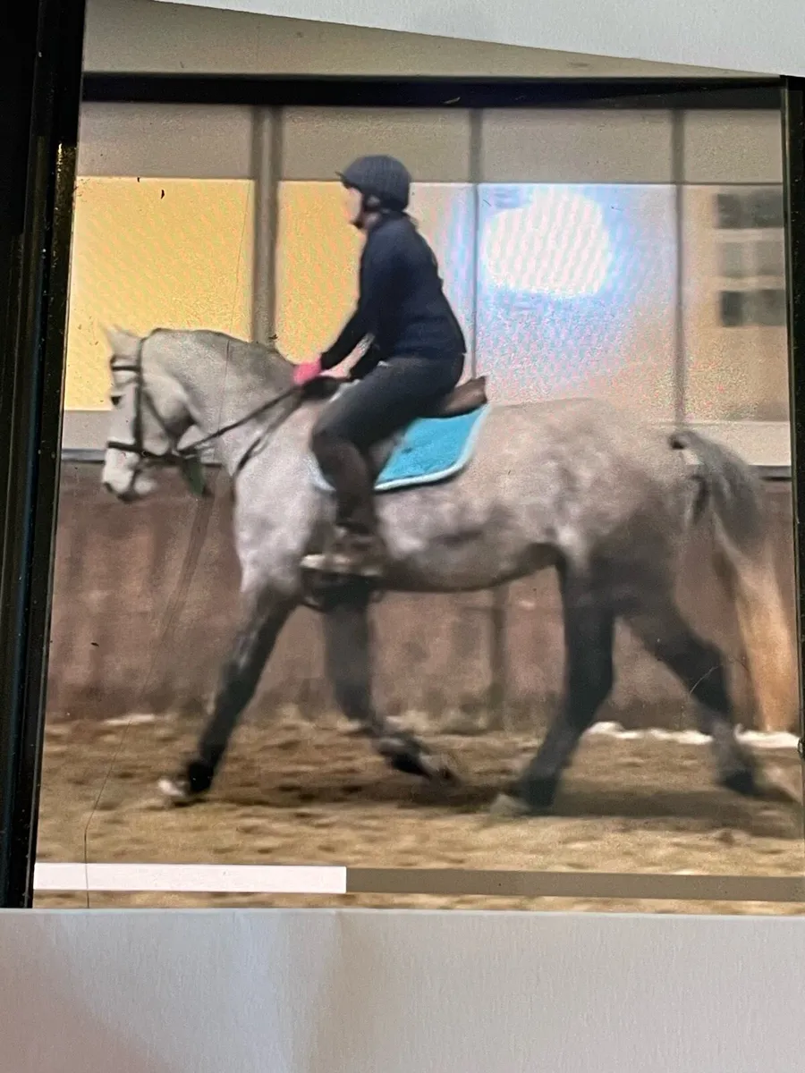 15.2 hh Gelding Connemara X - Image 1
