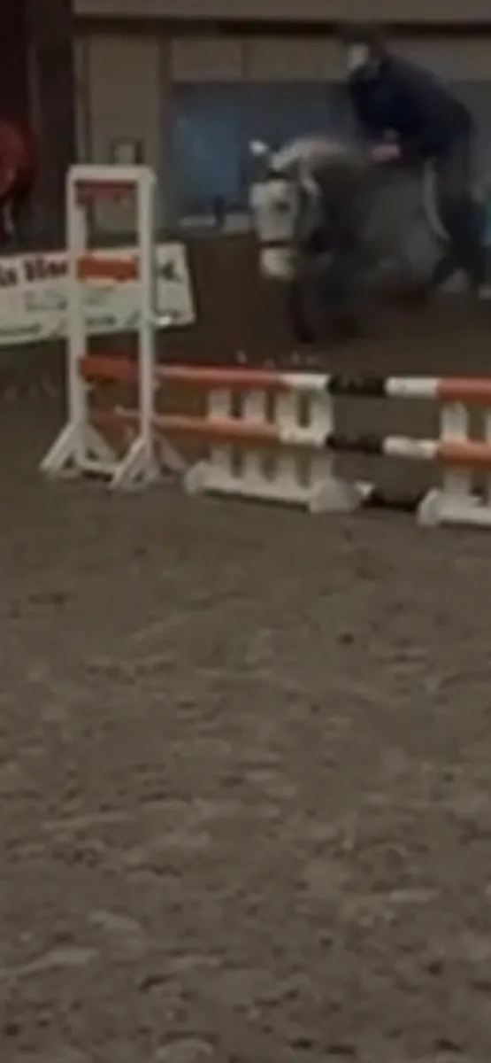 15.2 hh Gelding Connemara X - Image 4