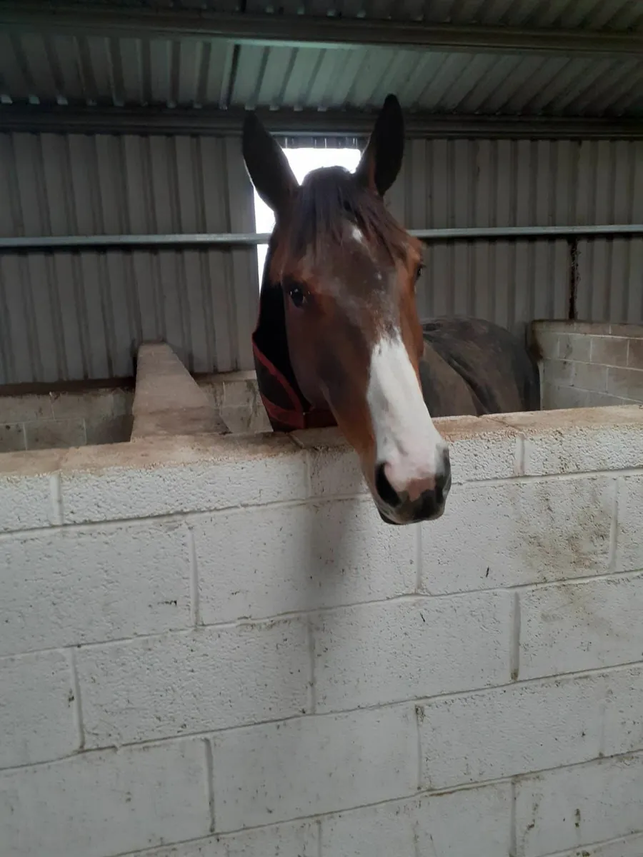 Harlequin mare in foal to Castlefield Kingston - Image 2