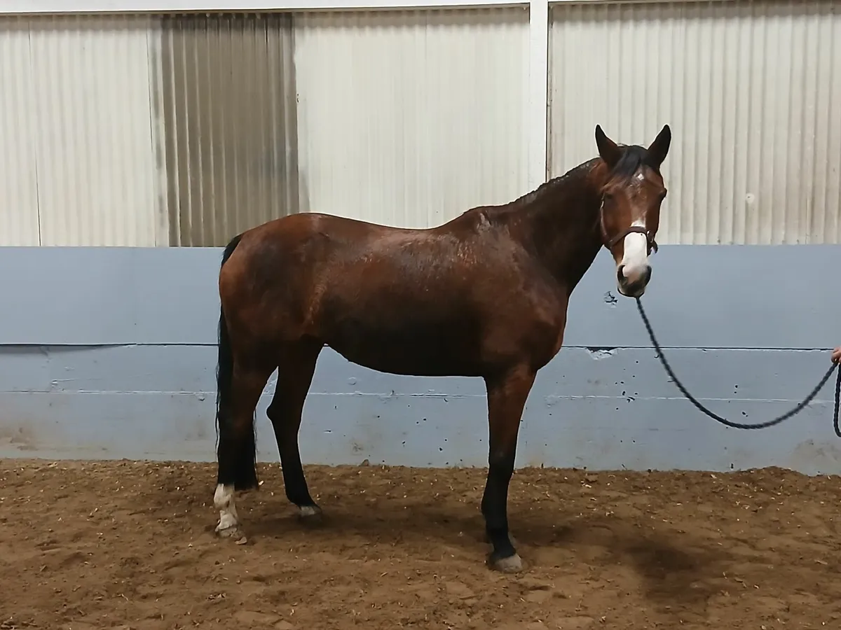 Harlequin mare in foal to Castlefield Kingston - Image 1