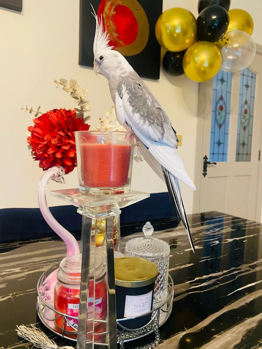 Two lovely Cockatiels - Image 2