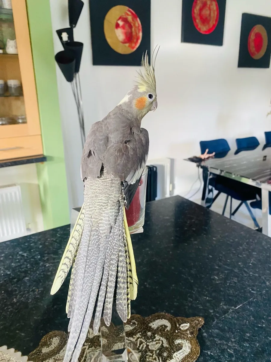 Two lovely Cockatiels - Image 4