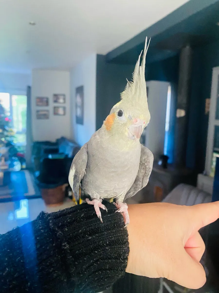 Two lovely Cockatiels - Image 4
