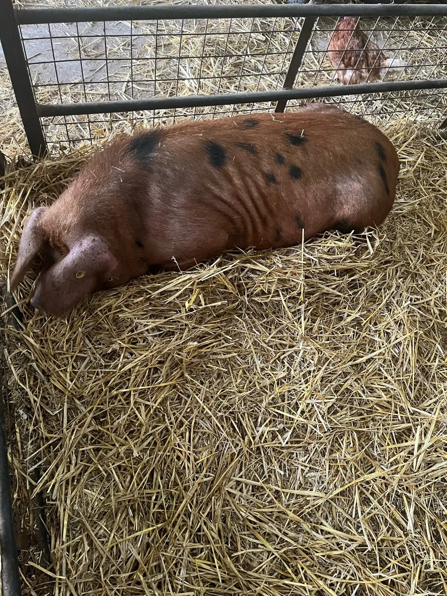 Pedigree Oxford Sandy breeding stock for sale - Image 1