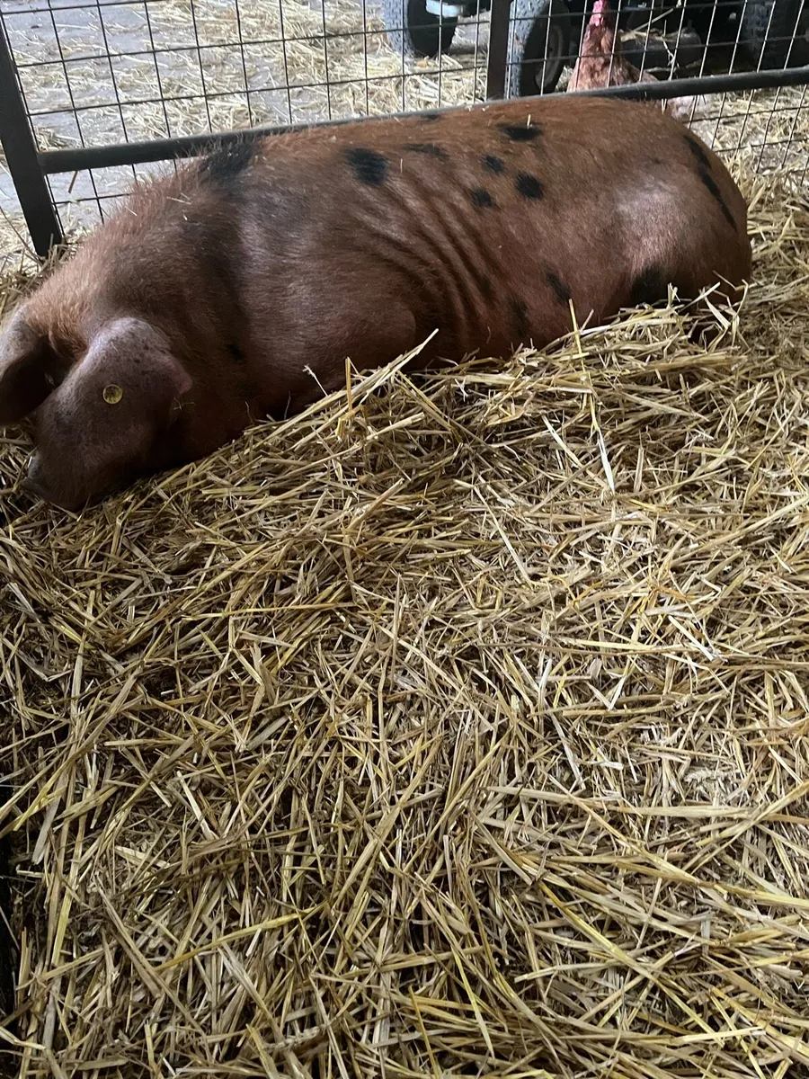 Pedigree Oxford Sandy breeding stock for sale - Image 2