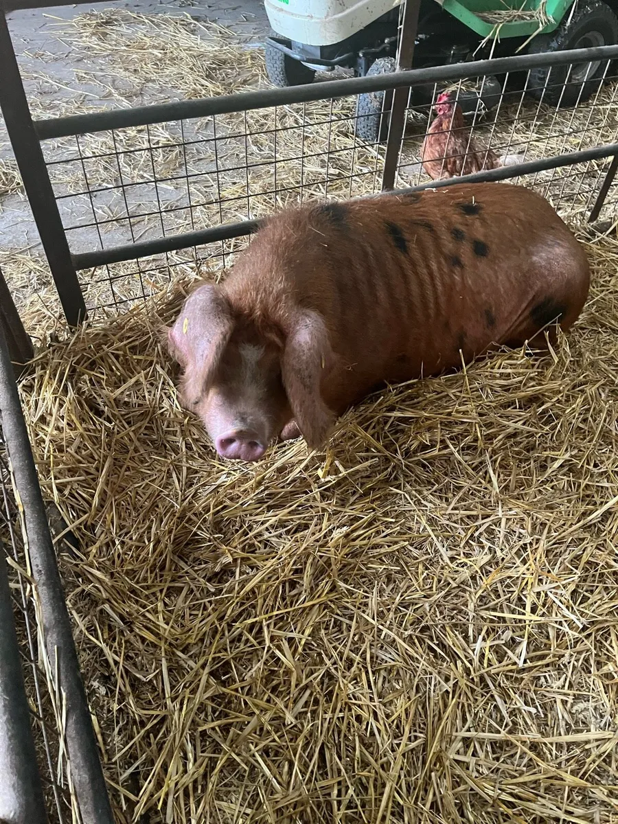 Pedigree Oxford Sandy breeding stock for sale - Image 3