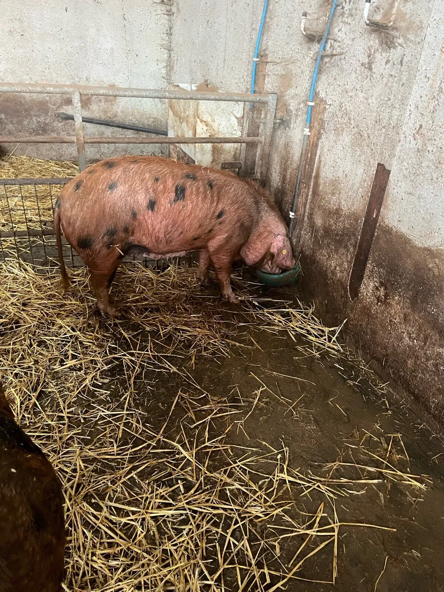 Pedigree Oxford Sandy breeding stock for sale - Image 4