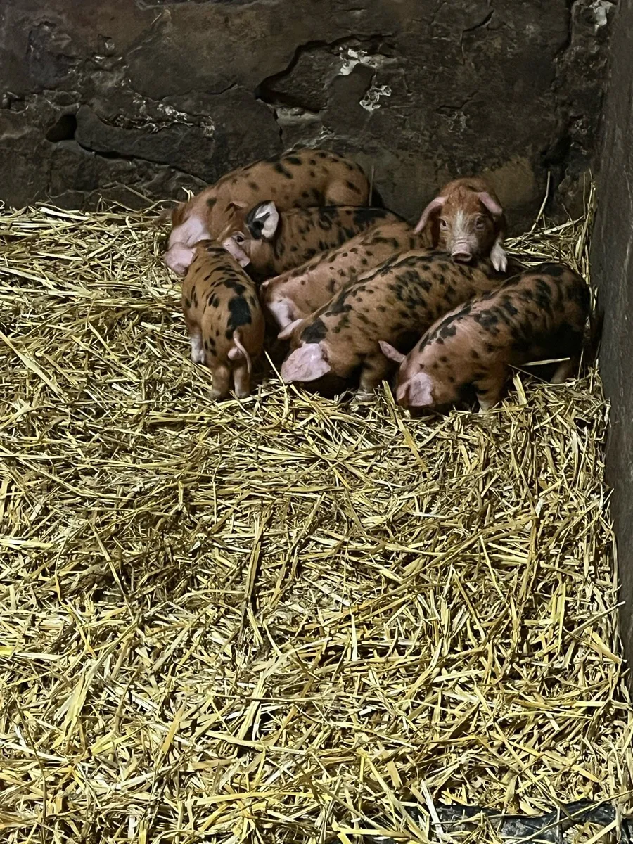 Pedigree Oxford Sandy and black weaners