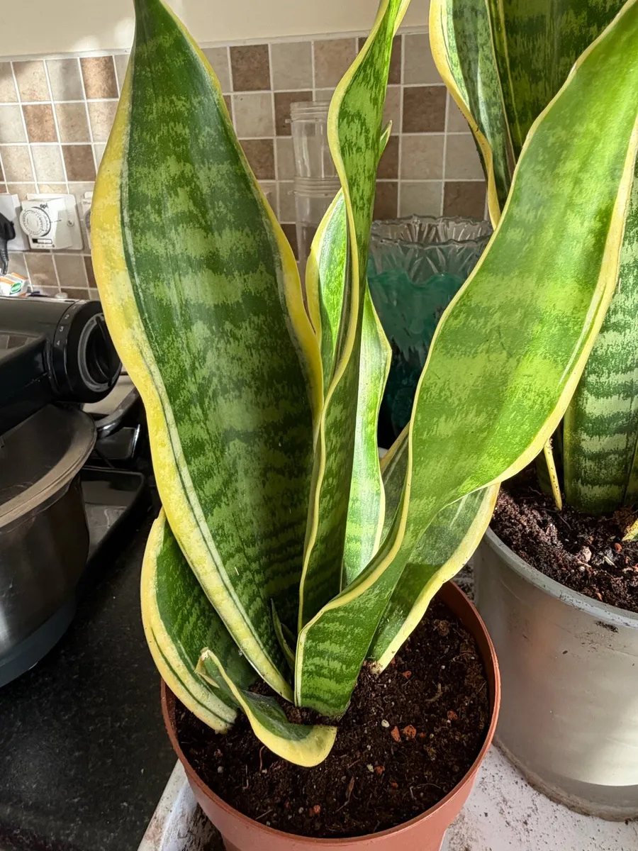 Snake plants - Image 2