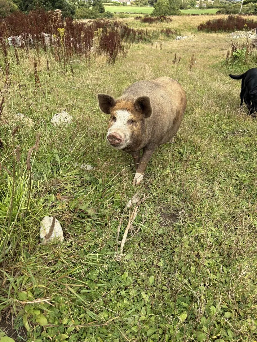 Kune Kune Pigs and Piglets - Image 1