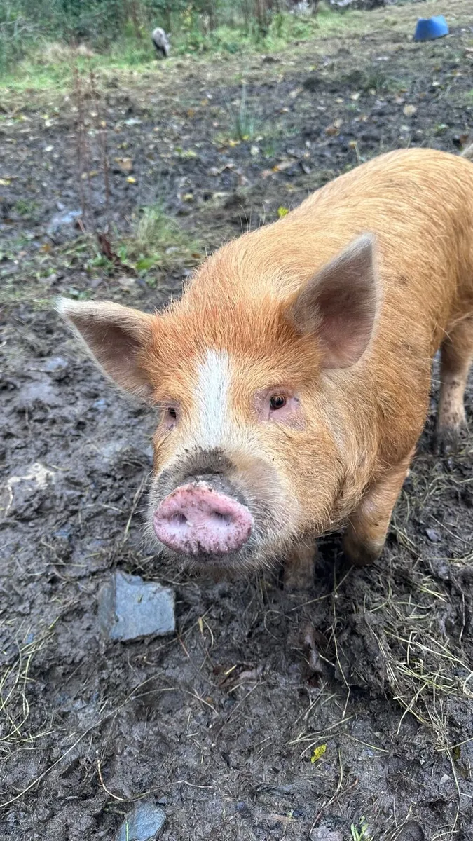 Kune Kune Pigs and Piglets - Image 2