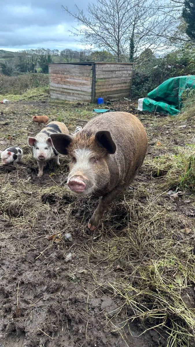Kune Kune Pigs and Piglets - Image 3