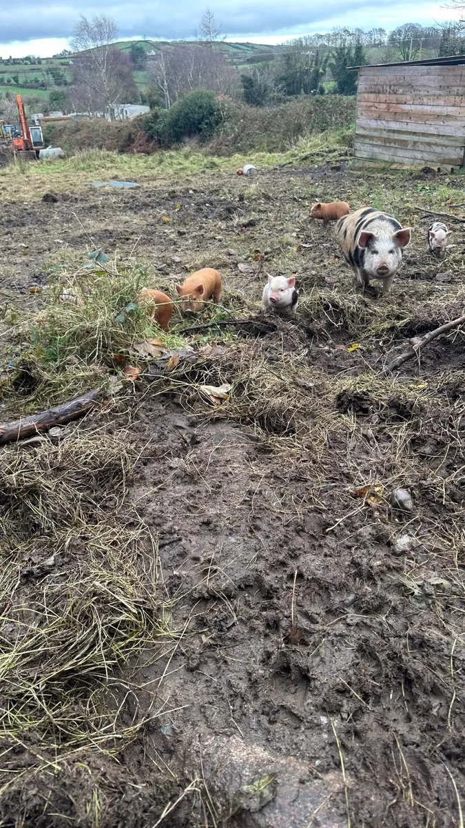 Kune Kune Pigs and Piglets - Image 4