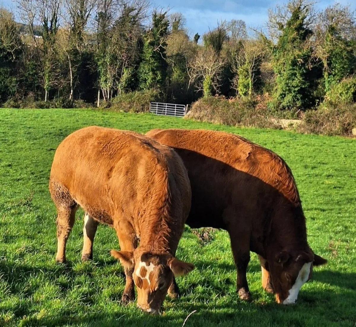 Ballybay Mart Sucklers - Image 2