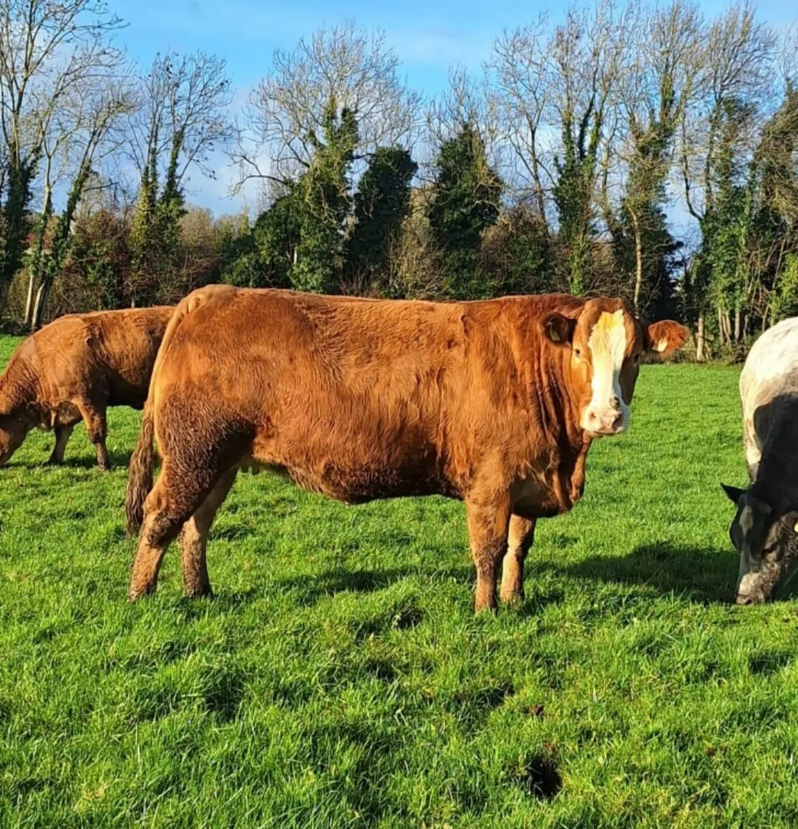 Ballybay Mart Sucklers - Image 3