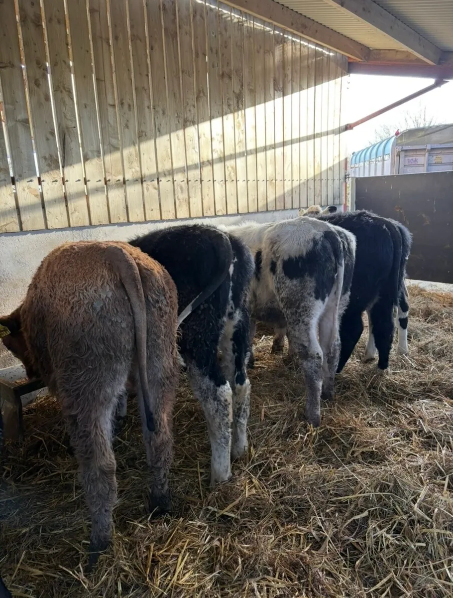 10 super suckler bred bulls - Image 1