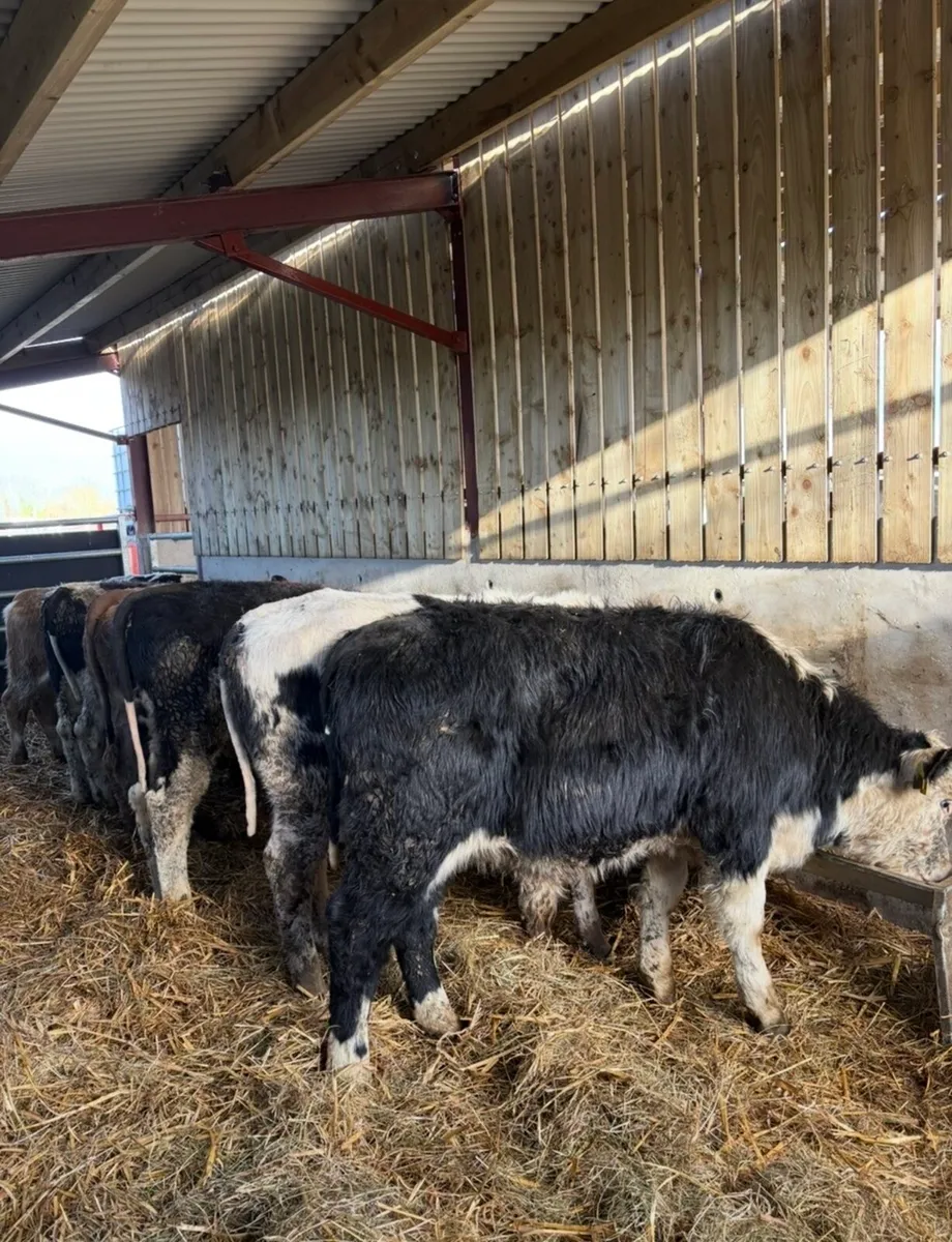 10 super suckler bred bulls - Image 2