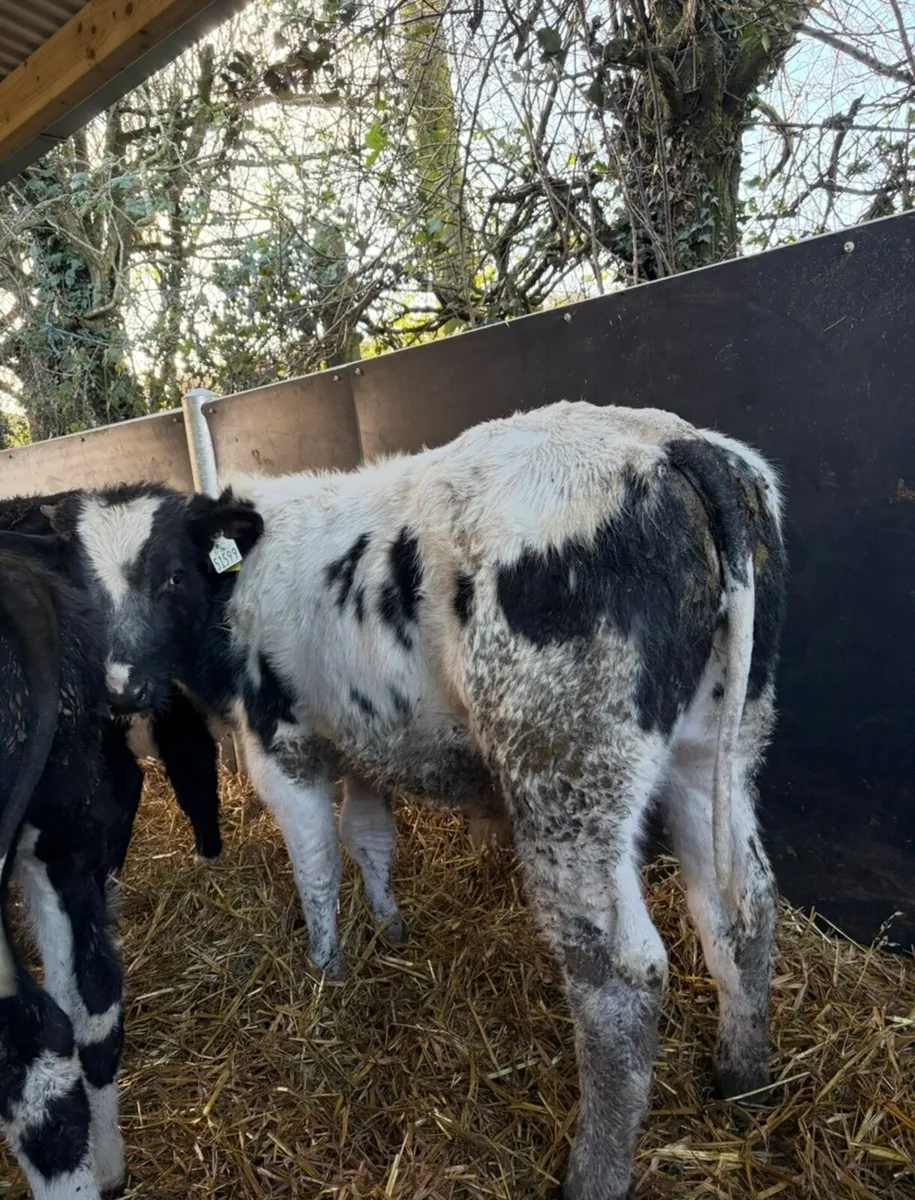 10 super suckler bred bulls - Image 3