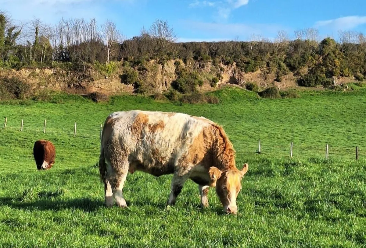 Ballybay Mart Sucklers - Image 4