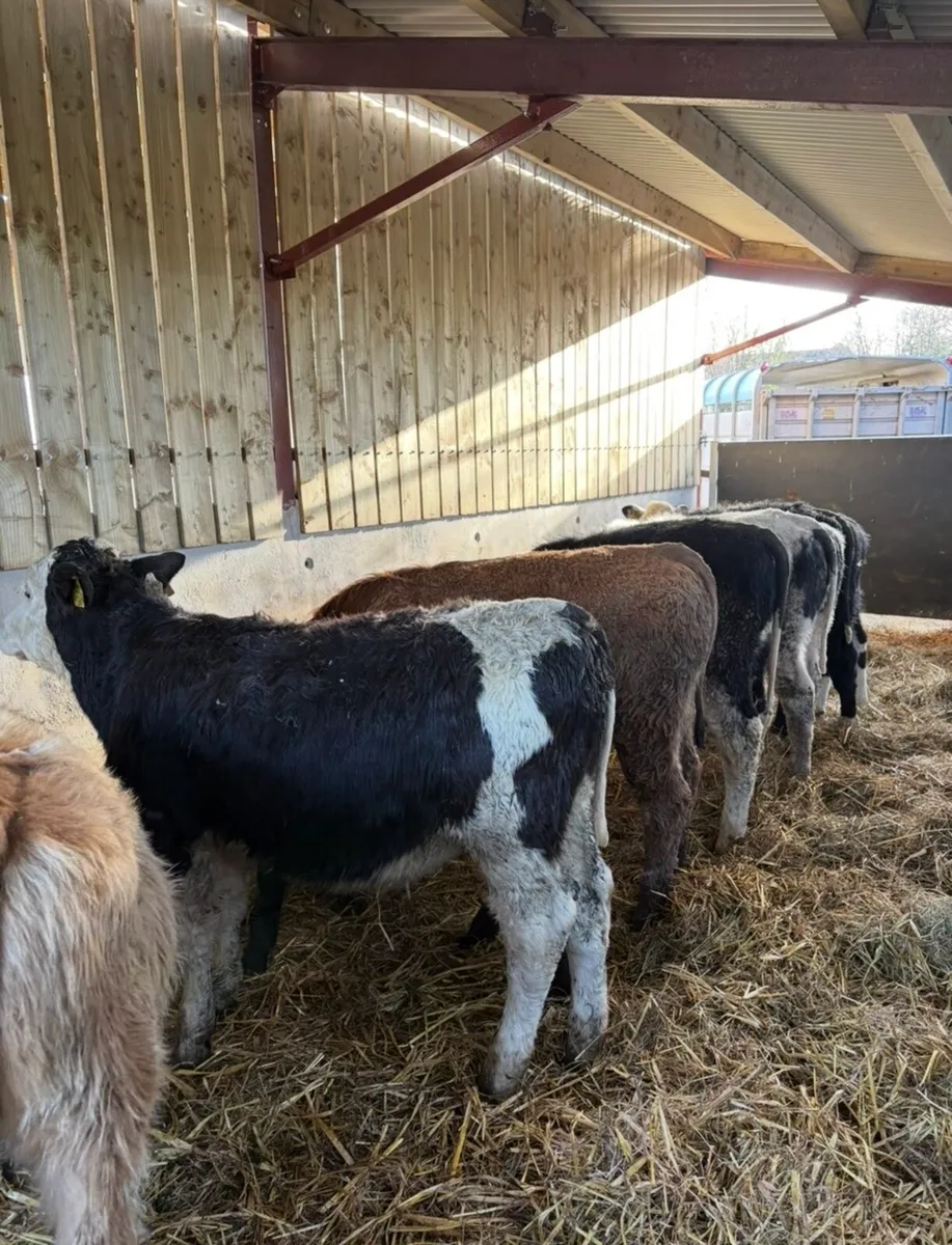 10 super suckler bred bulls - Image 4