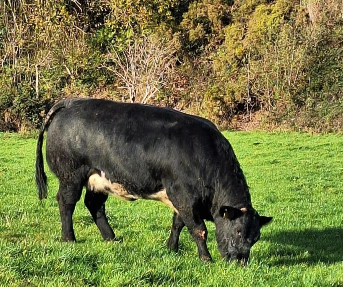 Ballybay Mart Sucklers - Image 1