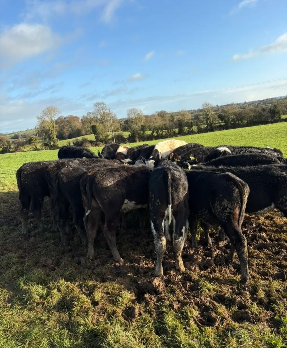 20 super bucket fed Weanlings - Image 3