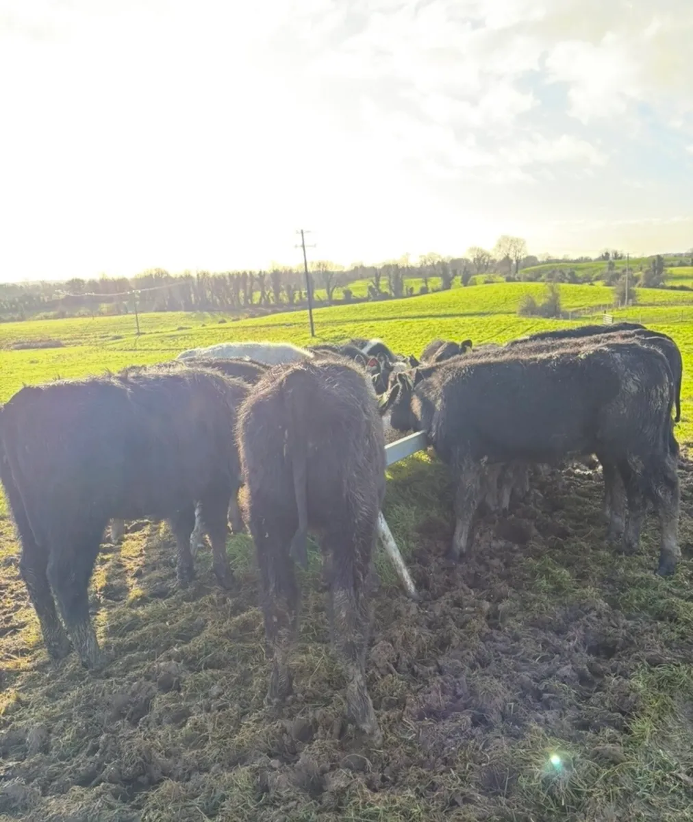 20 super bucket fed Weanlings - Image 4