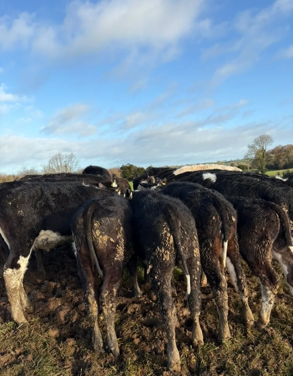 20 super bucket fed Weanlings - Image 1