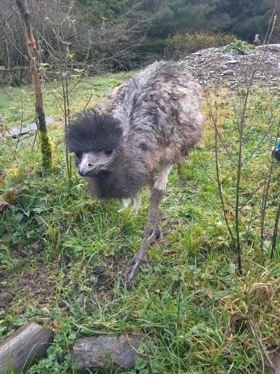 Emu - Image 4