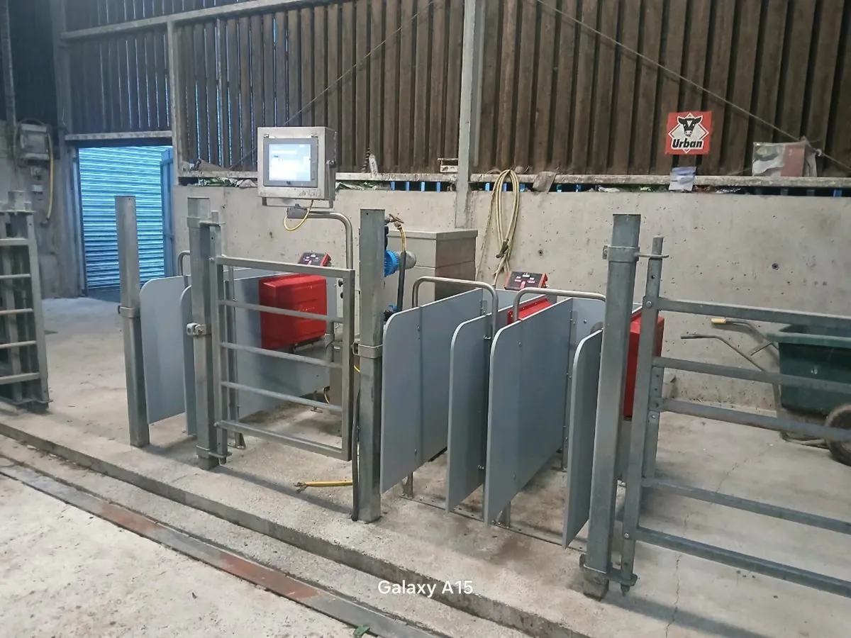 Calf feeder - Image 4